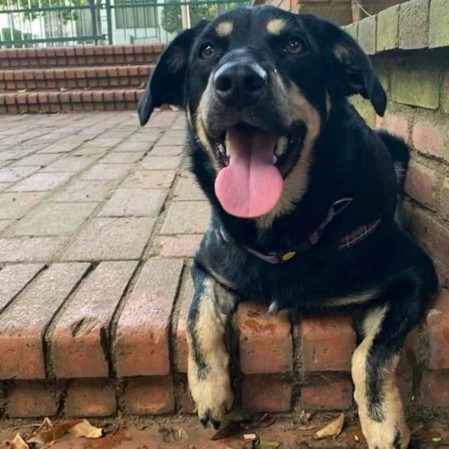 Foto do Apollo